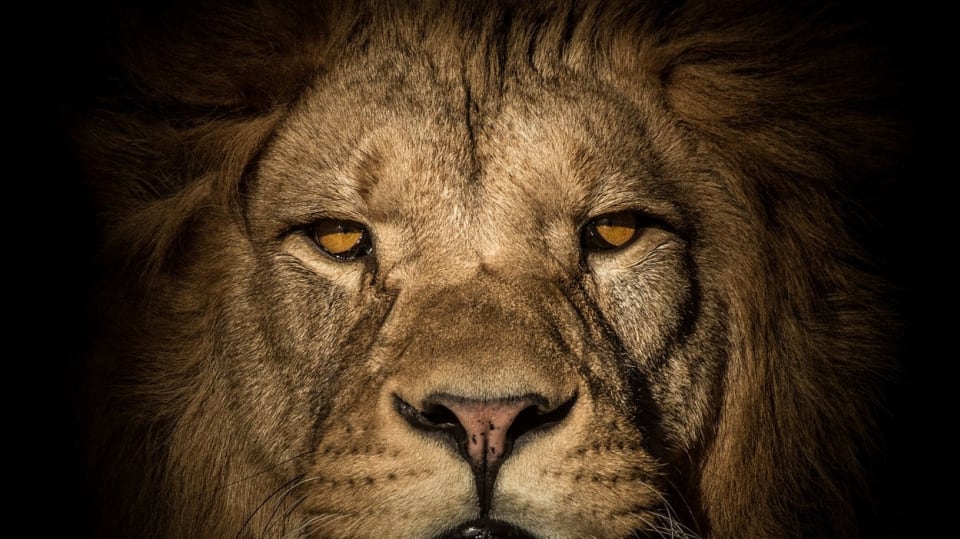 Český fotograf fotí nádherné snímky zvířat v zoologických zahradách - Obrázek 1